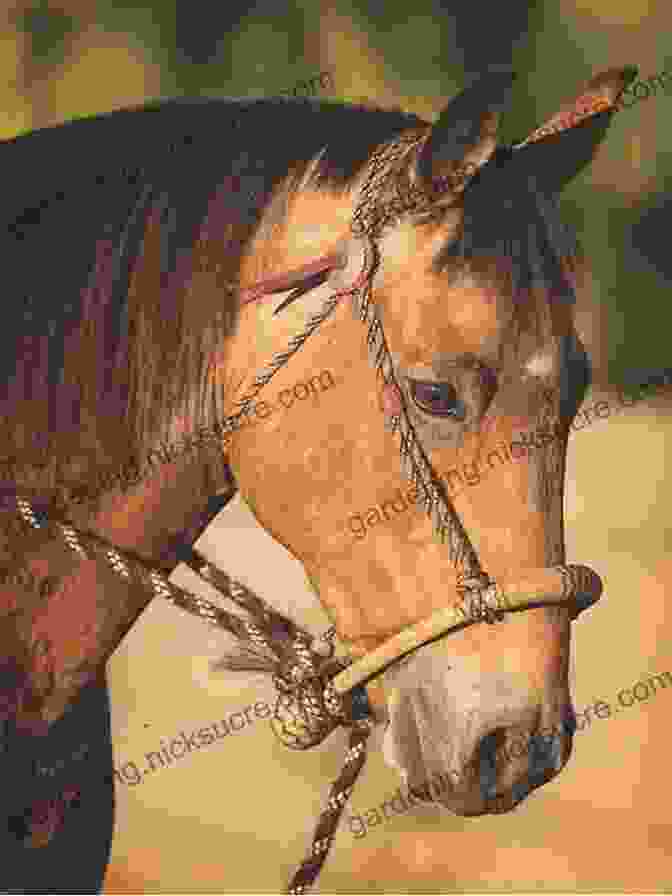 A Cowboy Using A Hackamore To Ride A Horse. Hackamore Horses A Cowboy Chatter Article (Cowboy Chatter Articles)