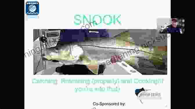 Demonstration Of Proper Snook Handling Techniques, Such As Supporting The Fish Horizontally And Using Wet Hands The Snook Book: A Complete Anglers Guide (Inshore 1)